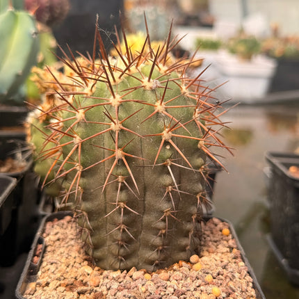 Copiapoa calderana