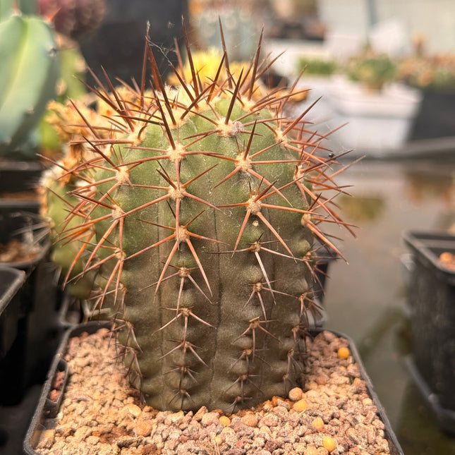 Copiapoa calderana