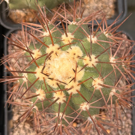 Copiapoa calderana