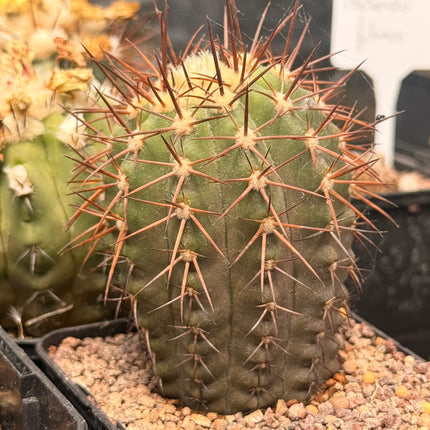 Copiapoa calderana