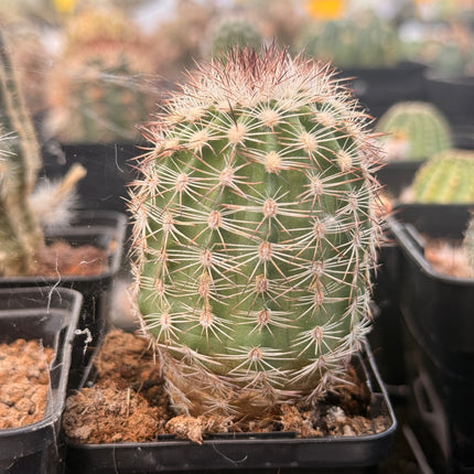 Echinocereus adustus var. radians