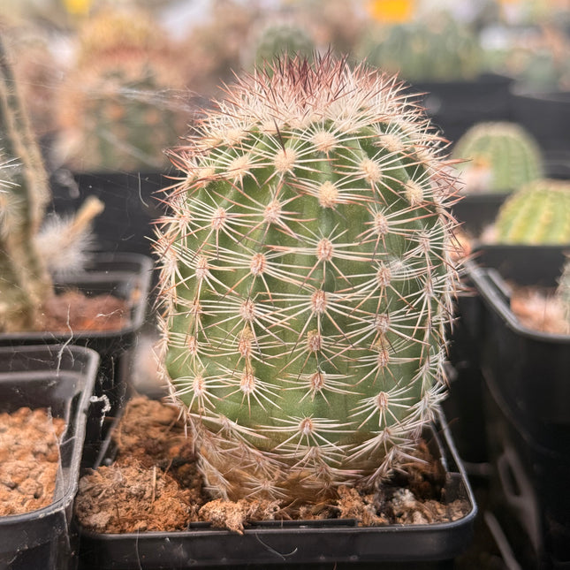 Echinocereus adustus var. radians