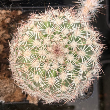 Echinocereus adustus var. radians