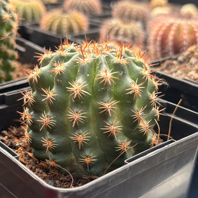 Lobivia haemantha subsp. kuenrichii