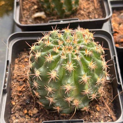 Lobivia haemantha subsp. kuenrichii