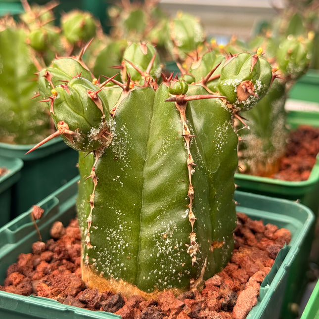 Euphorbia handiensis