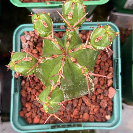 Euphorbia handiensis