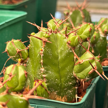 Euphorbia handiensis