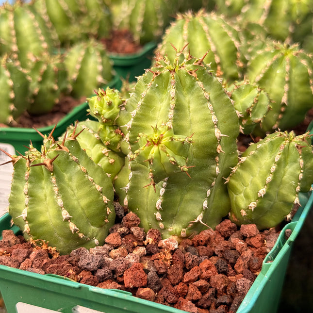 Euphorbia frankii