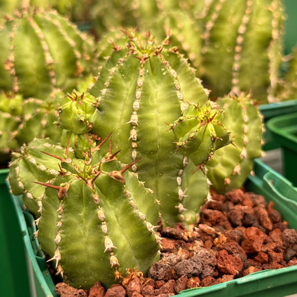 Euphorbia frankii