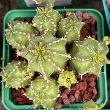 Euphorbia frankii