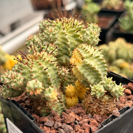 Euphorbia mammillaris f. variegata