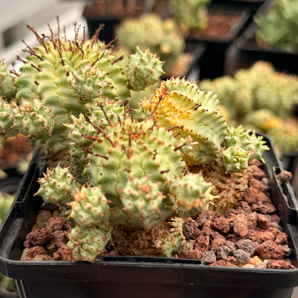 Euphorbia mammillaris f. variegata