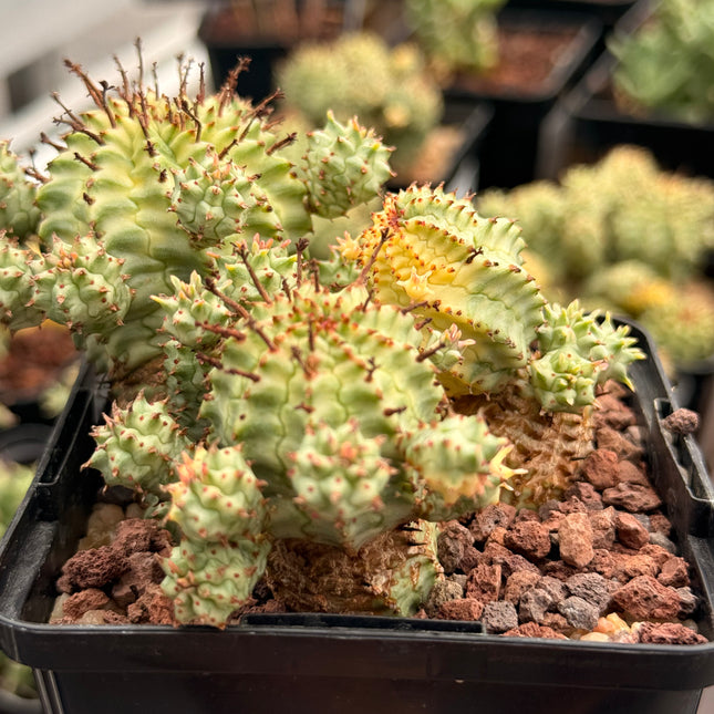Euphorbia mammillaris f. variegata