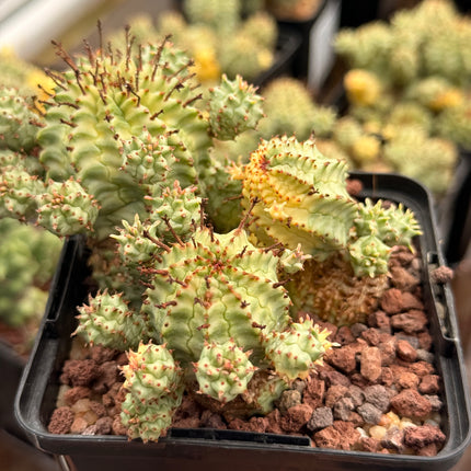 Euphorbia mammillaris f. variegata