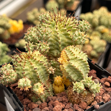 Euphorbia mammillaris f. variegata