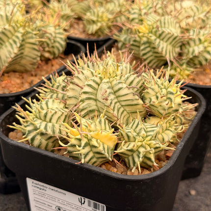 Euphorbia meloformis f. variegata