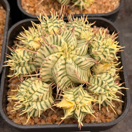 Euphorbia meloformis f. variegata