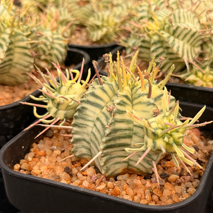 Euphorbia meloformis f. variegata