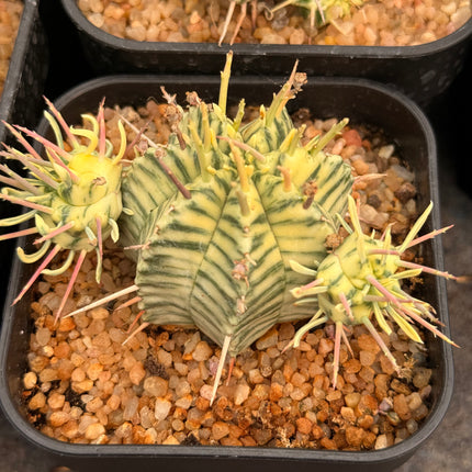 Euphorbia meloformis f. variegata