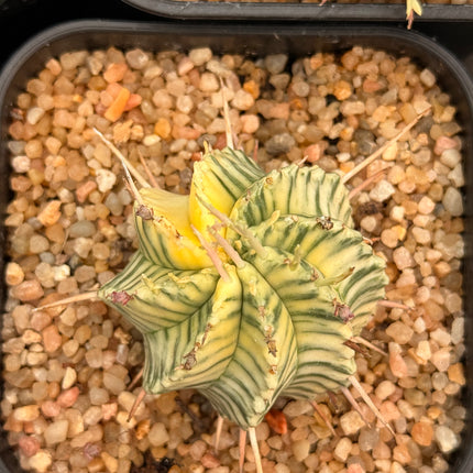 Euphorbia meloformis f. variegata