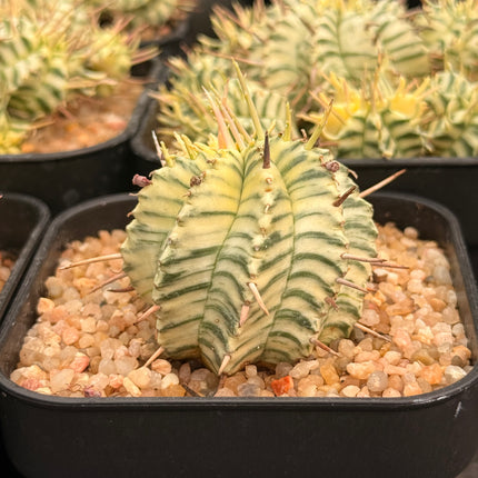 Euphorbia meloformis f. variegata