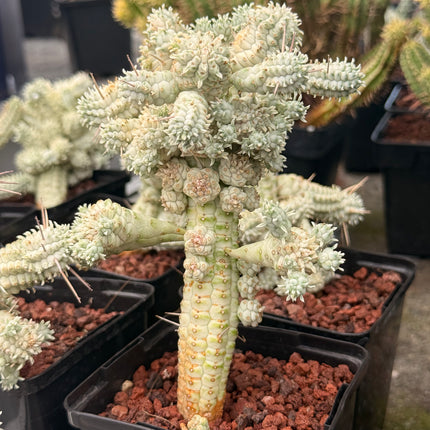 Euphorbia submammillaris f. variegata