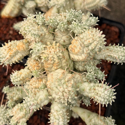 Euphorbia submammillaris f. variegata
