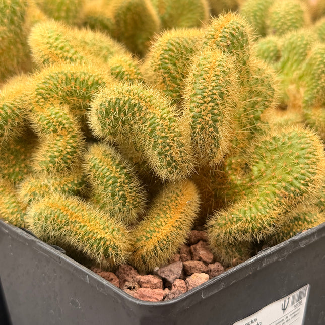 Cleistocactus winteri f. cristata