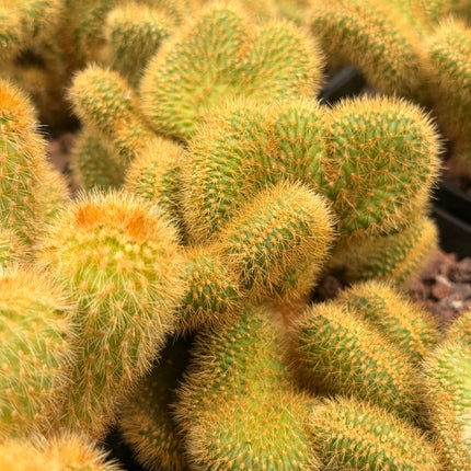 Cleistocactus winteri f. cristata