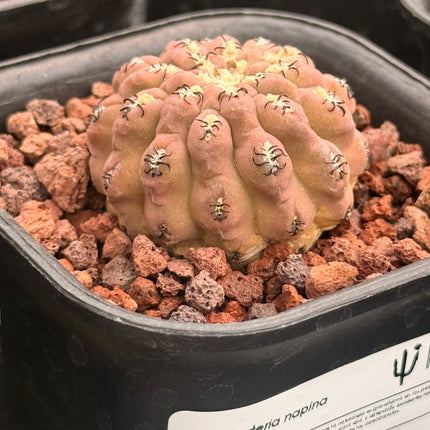 Neoporteria napina var. tenebrica