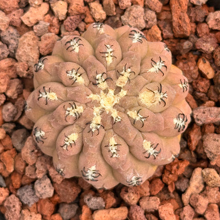 Neoporteria napina var. tenebrica