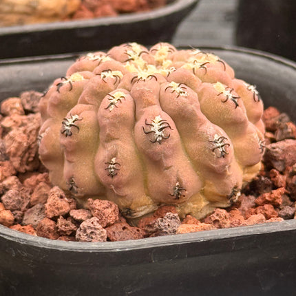 Neoporteria napina var. tenebrica