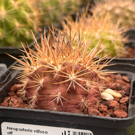 Neoporteria villosa