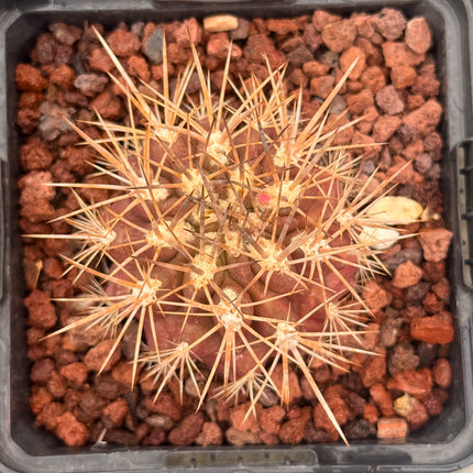 Neoporteria villosa