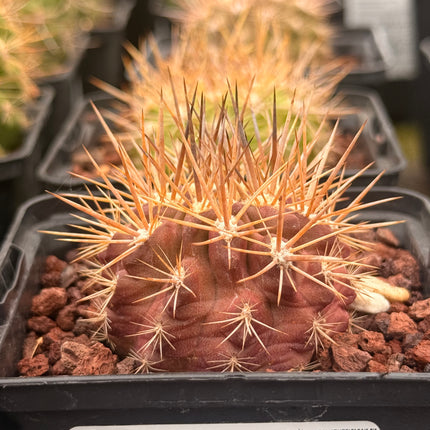 Neoporteria villosa