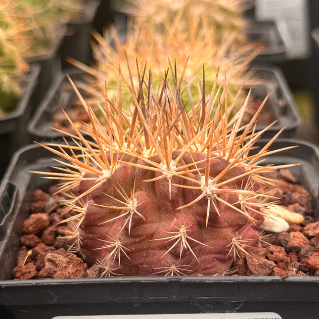 Neoporteria villosa