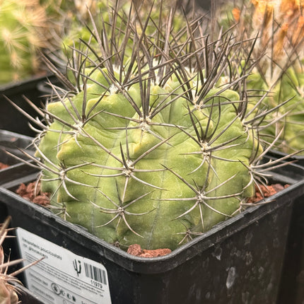 Neoporteria paucicostata var. glaucescens