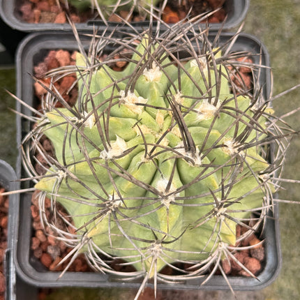 Neoporteria paucicostata var. glaucescens