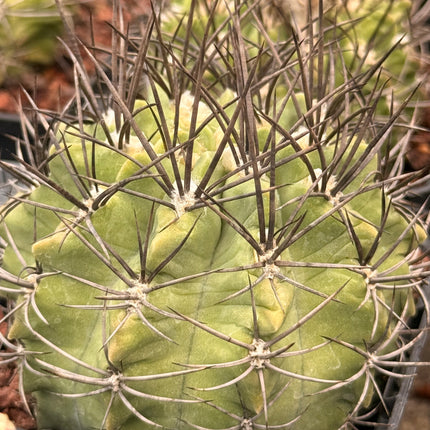 Neoporteria paucicostata var. glaucescens