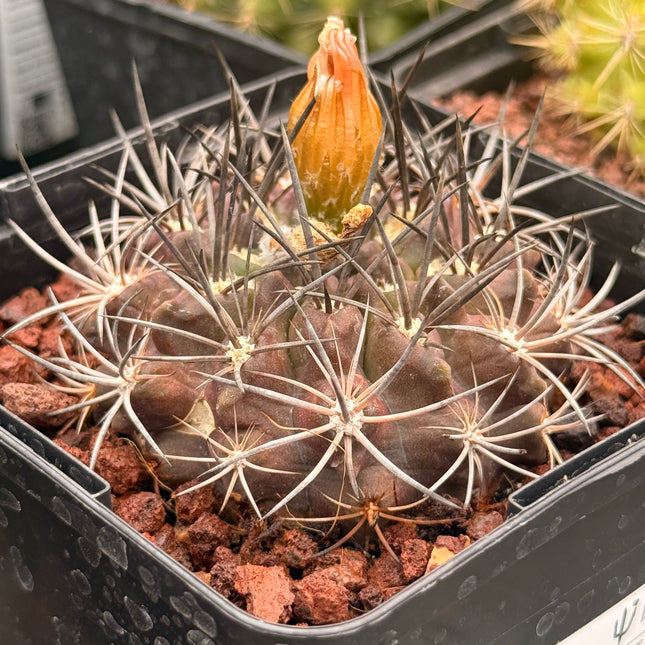 Neoporteria atroviridis