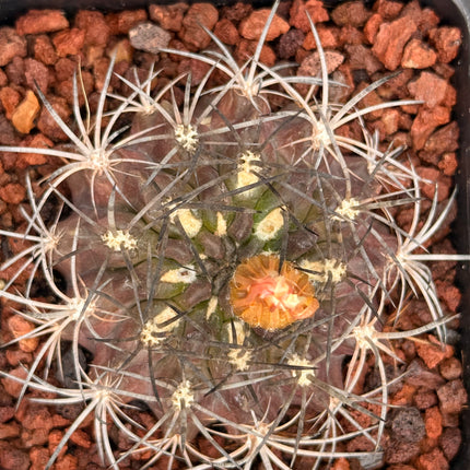 Neoporteria atroviridis