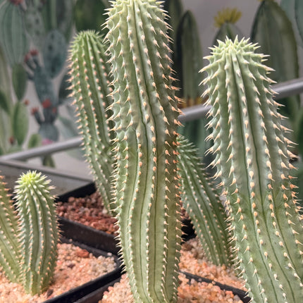 Hoodia gordonii
