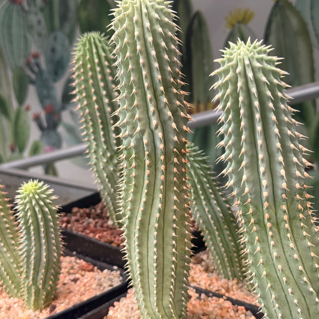 Hoodia gordonii