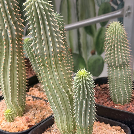 Hoodia gordonii