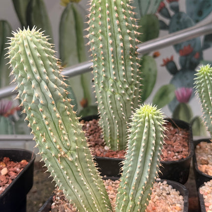 Hoodia gordonii