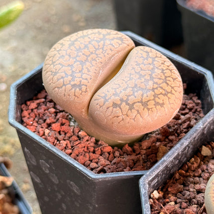 Lithops fulviceps var. fulviceps