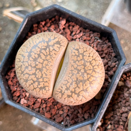 Lithops fulviceps var. fulviceps