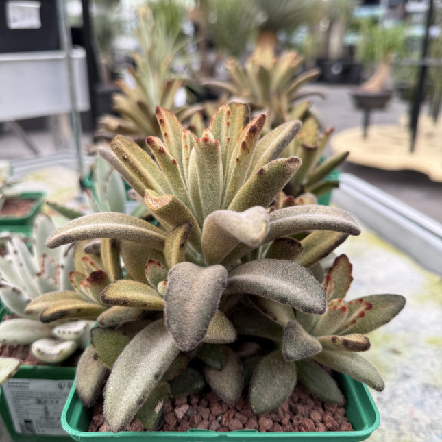 Kalanchoe tomentosa 'Chocolate soldier'