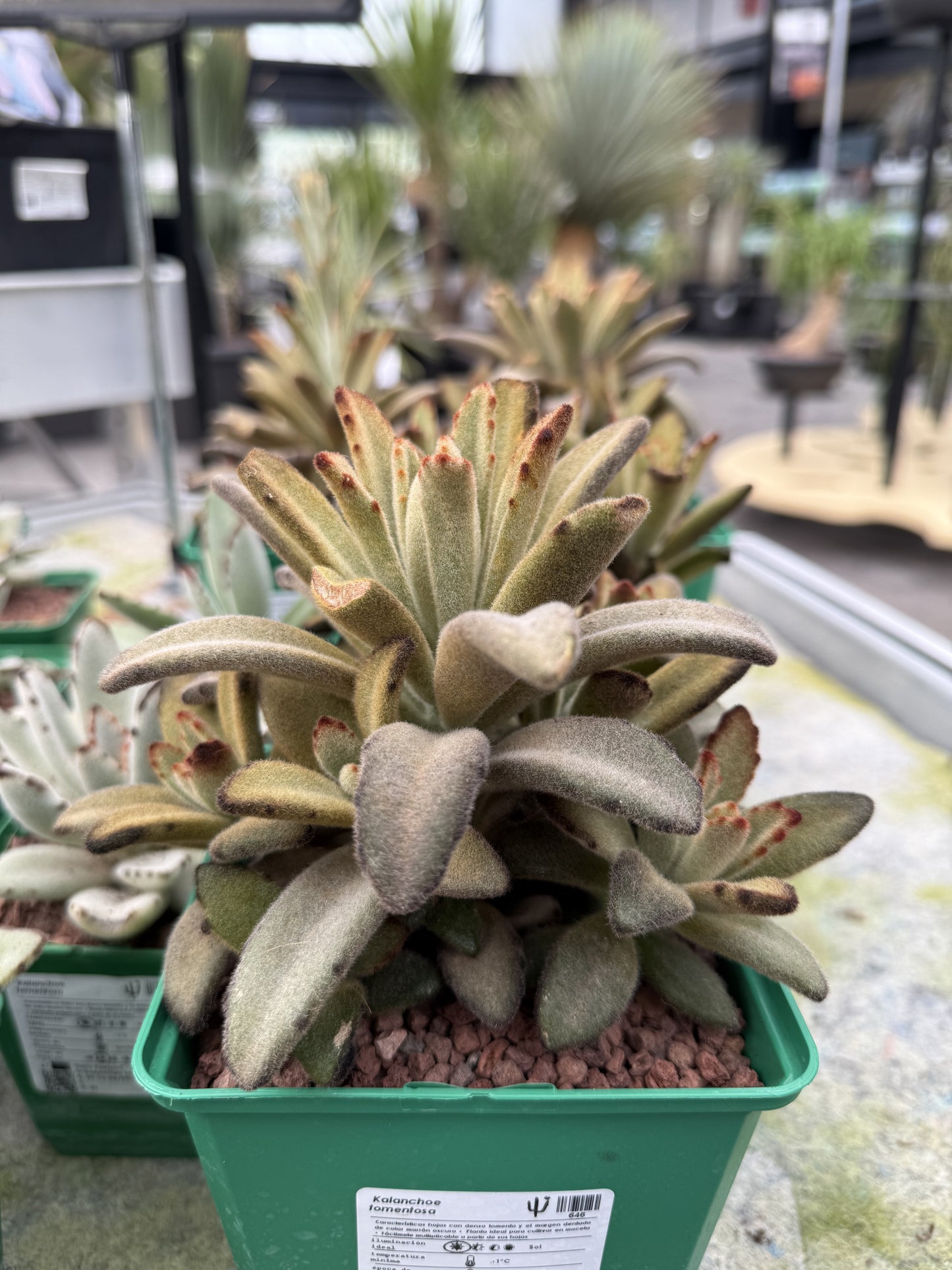 Kalanchoe tomentosa 'Chocolate soldier'